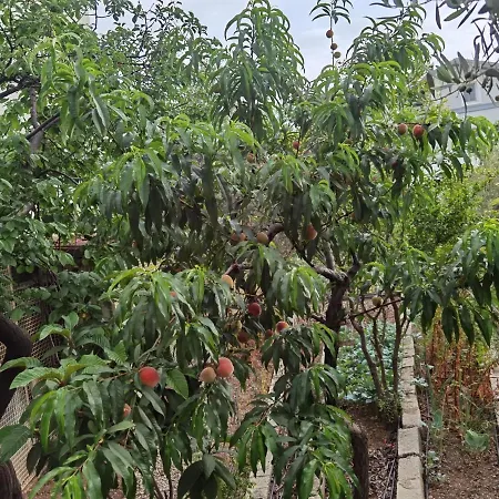 بيت شباب Adventurous Local